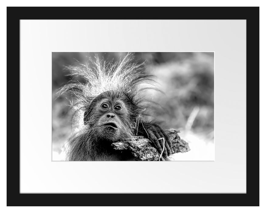 Pixxprint Lustiger Baby Orang-Utan mit Rinde, Monochrome, im Galerie-Passepartout Bilderrahmen