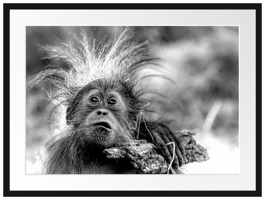 Lustiger Baby Orang-Utan mit Rinde, Monochrome Passepartout Rechteckig 80