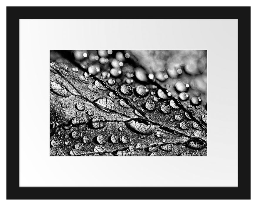Pixxprint Nahaufnahme Wassertropfen auf Blatt, Monochrome, im Galerie-Passepartout Bilderrahmen
