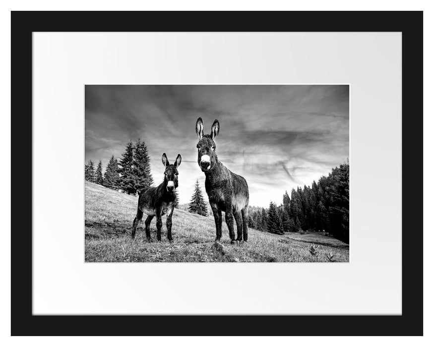 Pixxprint Esel auf Wiese in der Dämmerung, Monochrome, im Galerie-Passepartout Bilderrahmen