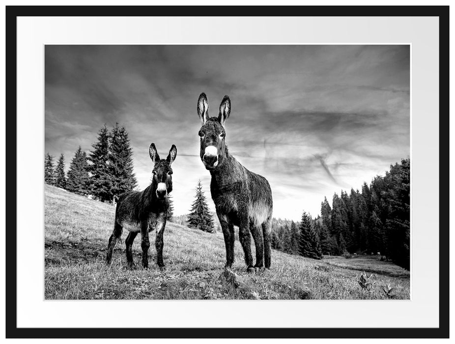 Esel auf Wiese in der Dämmerung, Monochrome Passepartout Rechteckig 80