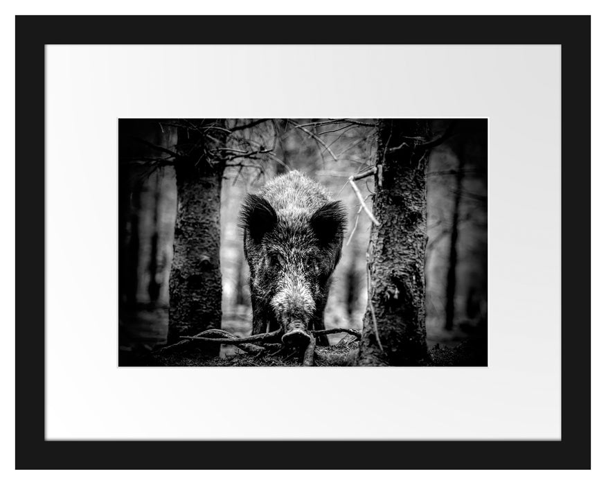 Pixxprint Nahaufnahme Wildschwein im Wald, Monochrome, im Galerie-Passepartout Bilderrahmen