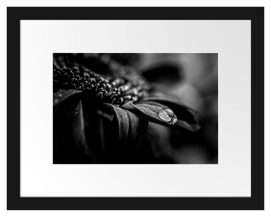 Pixxprint Nahaufnahme Tropfen auf lila Blume, Monochrome, im Galerie-Passepartout Bilderrahmen