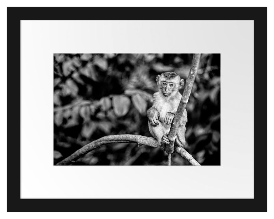 Pixxprint Kleines Äffchen sitzt auf Ast, Monochrome, im Galerie-Passepartout Bilderrahmen