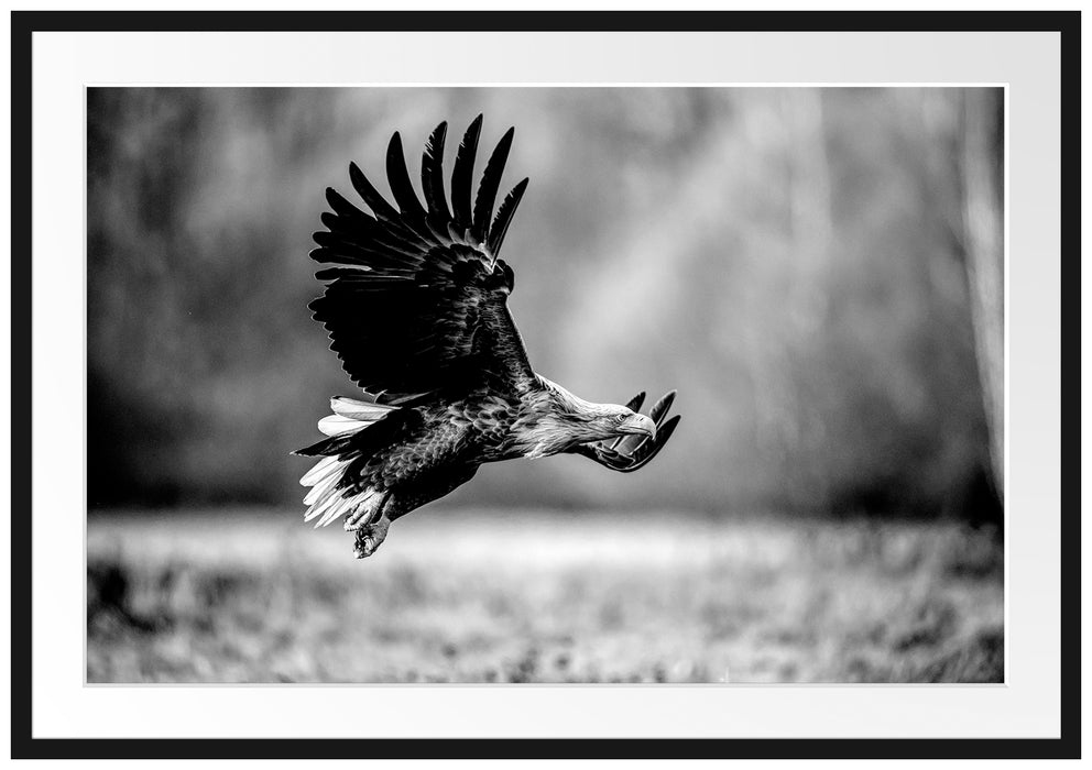 Nahaufnahme Adler bei der Jagd, Monochrome Passepartout Rechteckig 100