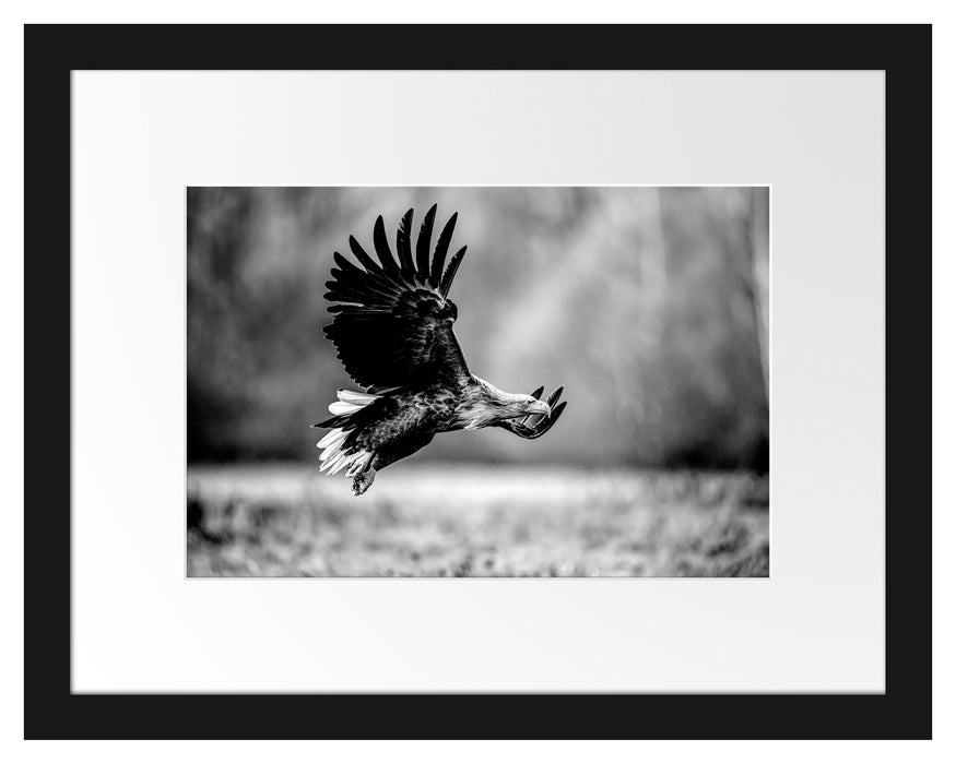 Pixxprint Nahaufnahme Adler bei der Jagd, Monochrome, im Galerie-Passepartout Bilderrahmen