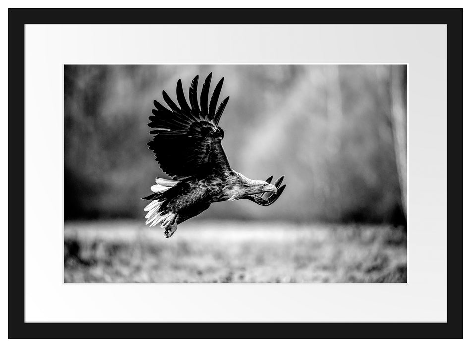 Nahaufnahme Adler bei der Jagd, Monochrome Passepartout Rechteckig 40