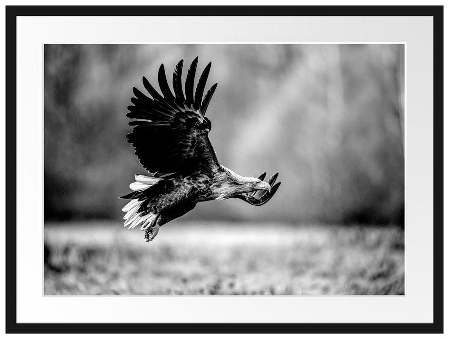 Nahaufnahme Adler bei der Jagd, Monochrome Passepartout Rechteckig 80