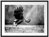 Nahaufnahme Adler bei der Jagd, Monochrome Passepartout Rechteckig 80