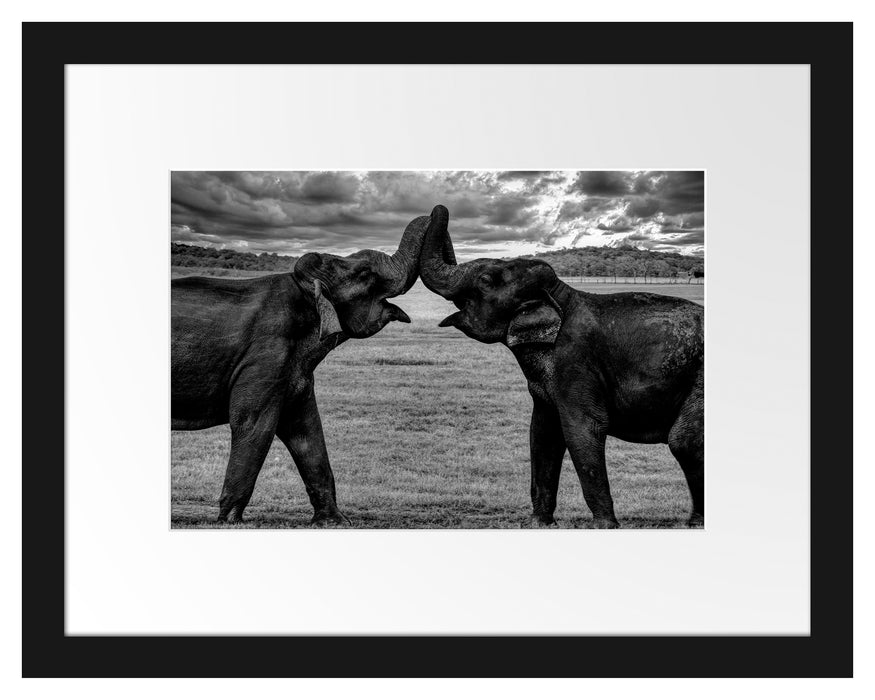 Pixxprint Elefanten Rüssel an Rüssel, Monochrome, im Galerie-Passepartout Bilderrahmen