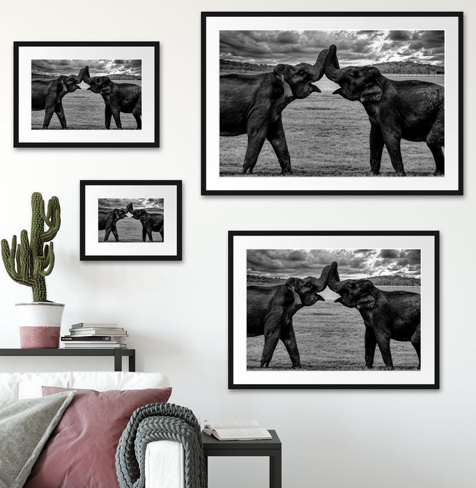 Elefanten Rüssel an Rüssel, Monochrome Passepartout Wohnzimmer Rechteckig