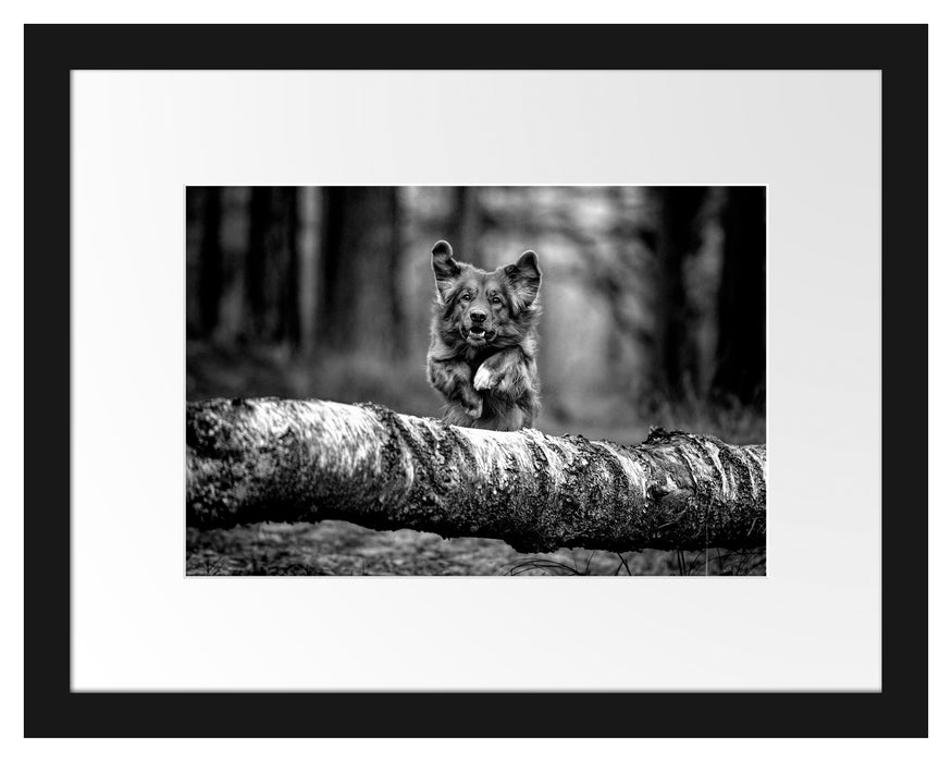 Pixxprint Hund springt über Baumstamm im Wald, Monochrome, im Galerie-Passepartout Bilderrahmen