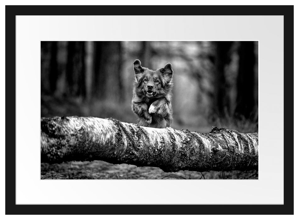 Hund springt über Baumstamm im Wald, Monochrome Passepartout Rechteckig 40