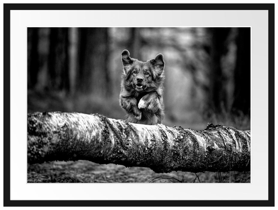 Hund springt über Baumstamm im Wald, Monochrome Passepartout Rechteckig 80