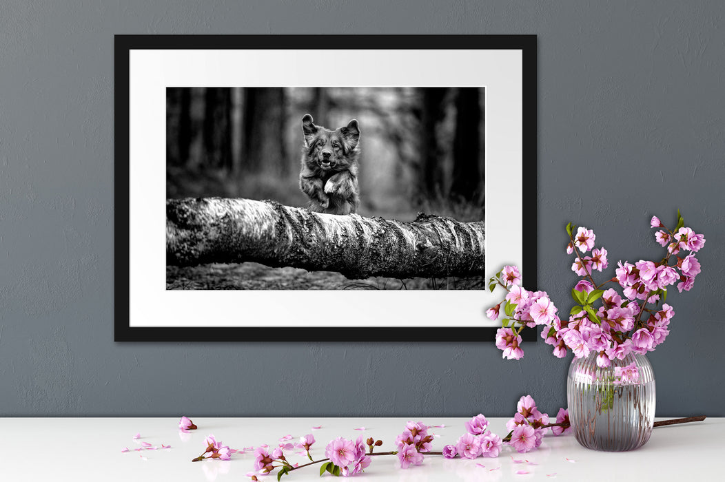 Hund springt über Baumstamm im Wald, Monochrome Passepartout Detail Rechteckig
