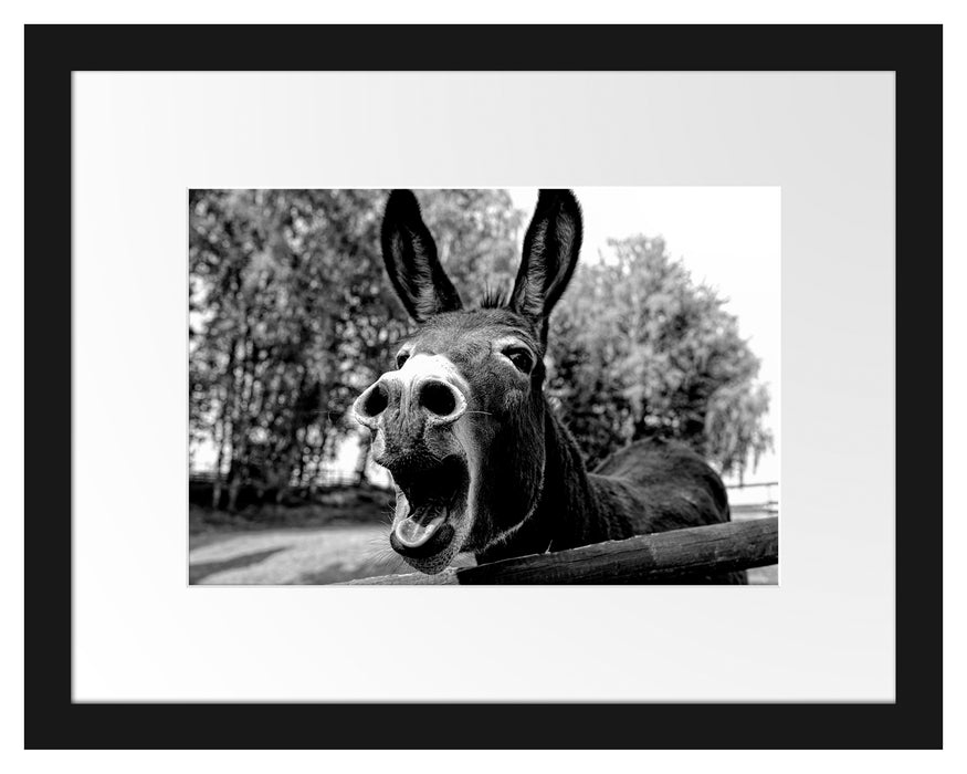 Pixxprint Brüllender Esel im Gehege Nahaufnahme, Monochrome, im Galerie-Passepartout Bilderrahmen