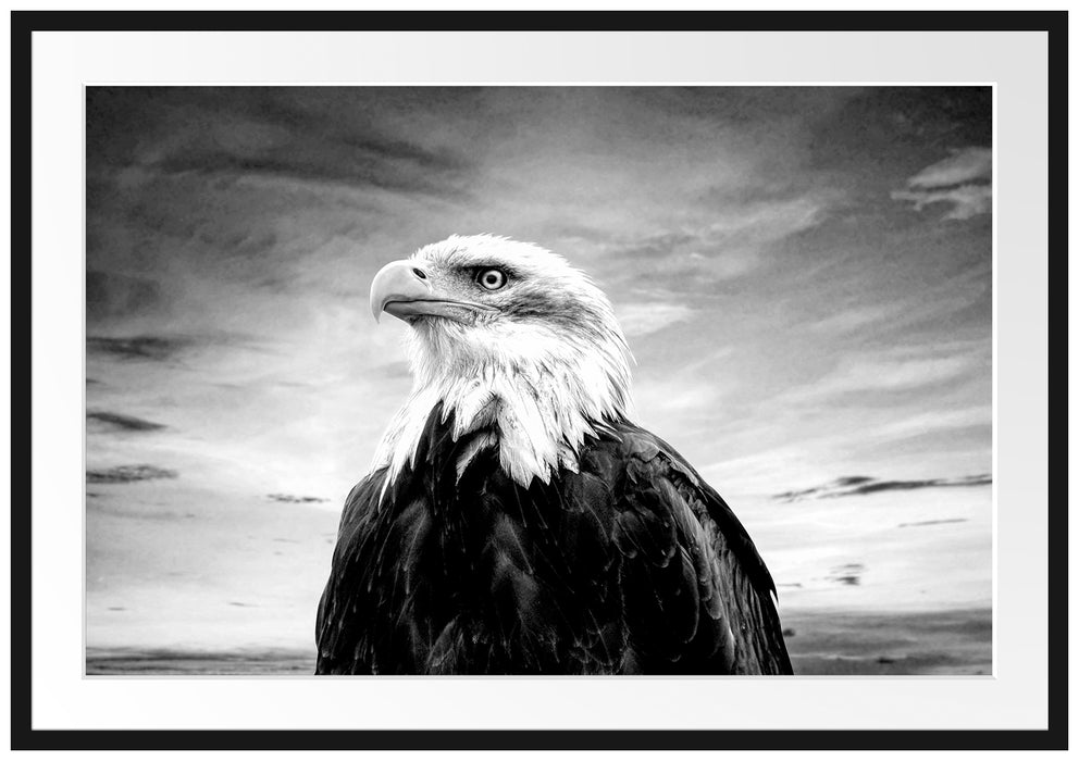 Weisskopfseeadler im Sonnenuntergang, Monochrome Passepartout Rechteckig 100