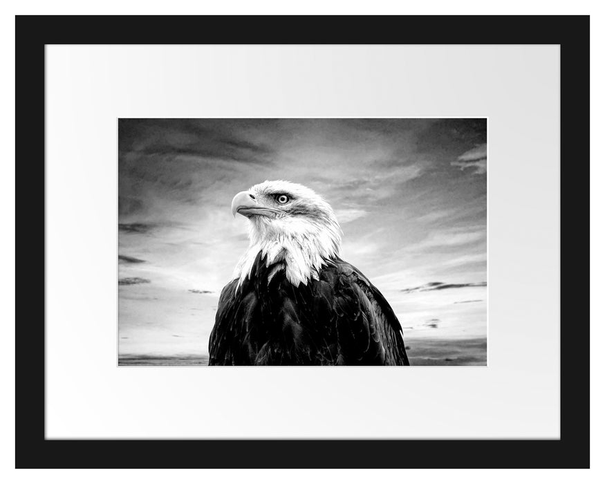 Pixxprint Weisskopfseeadler im Sonnenuntergang, Monochrome, im Galerie-Passepartout Bilderrahmen
