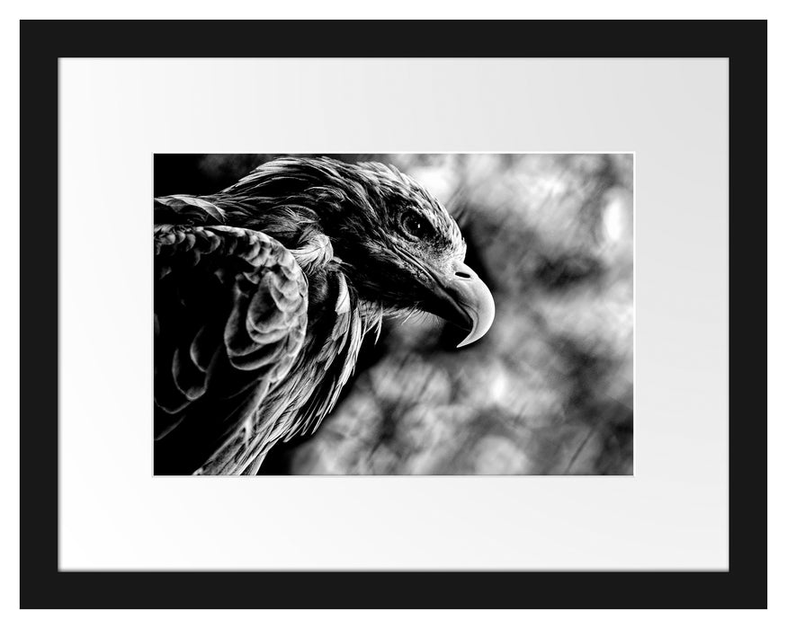 Pixxprint Mächtiger Adler Nahaufnahme, Monochrome, im Galerie-Passepartout Bilderrahmen