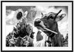 Nahaufnahme Kuh mit Sonnenblume im Maul, Monochrome Passepartout Rechteckig 100