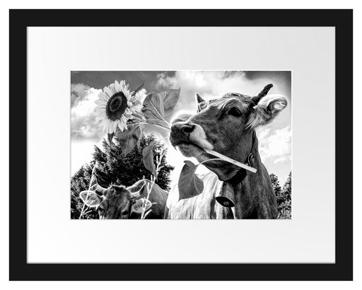 Nahaufnahme Kuh mit Sonnenblume im Maul, Monochrome Passepartout Rechteckig 30