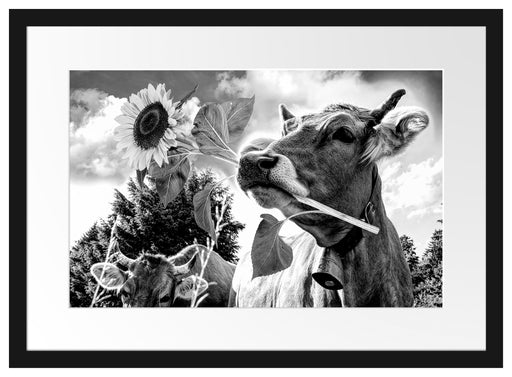 Nahaufnahme Kuh mit Sonnenblume im Maul, Monochrome Passepartout Rechteckig 40