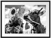 Nahaufnahme Kuh mit Sonnenblume im Maul, Monochrome Passepartout Rechteckig 80