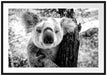 Neugieriger Koala am Baum Nahaufnahme, Monochrome Passepartout Rechteckig 100