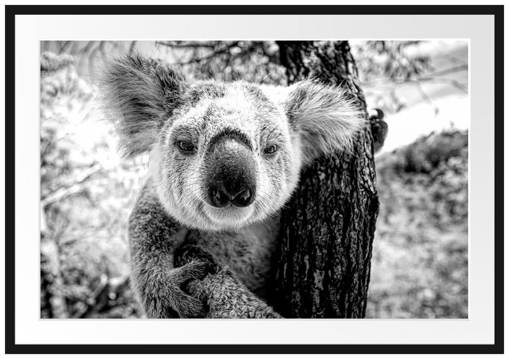 Neugieriger Koala am Baum Nahaufnahme, Monochrome Passepartout Rechteckig 100