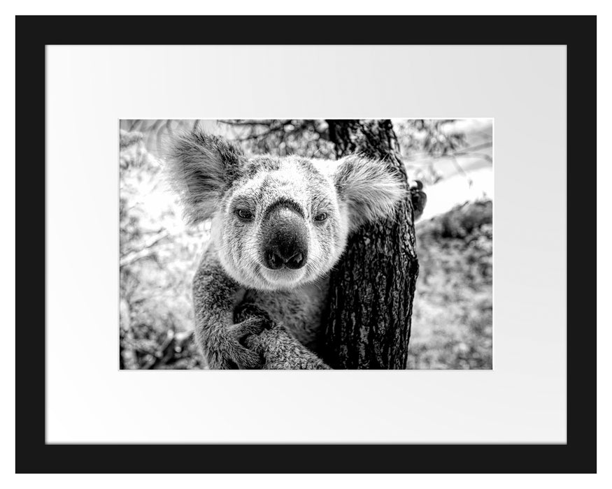 Pixxprint Neugieriger Koala am Baum Nahaufnahme, Monochrome, im Galerie-Passepartout Bilderrahmen