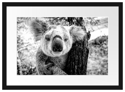 Neugieriger Koala am Baum Nahaufnahme, Monochrome Passepartout Rechteckig 40