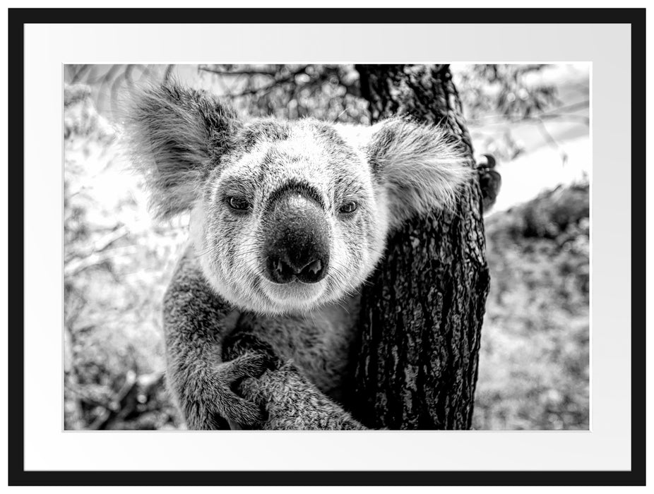 Neugieriger Koala am Baum Nahaufnahme, Monochrome Passepartout Rechteckig 80