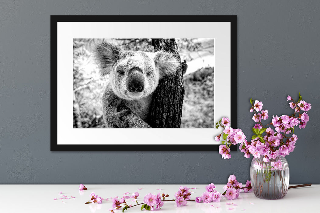 Neugieriger Koala am Baum Nahaufnahme, Monochrome Passepartout Detail Rechteckig