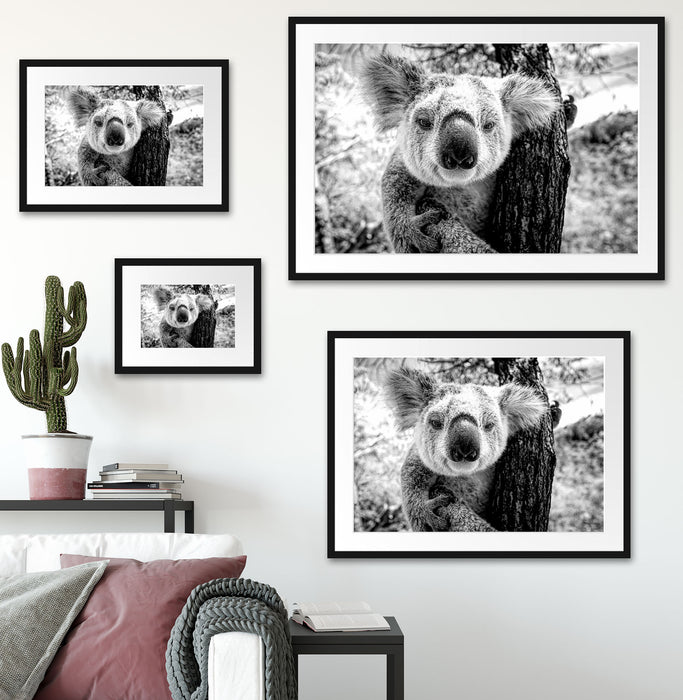 Neugieriger Koala am Baum Nahaufnahme, Monochrome Passepartout Wohnzimmer Rechteckig