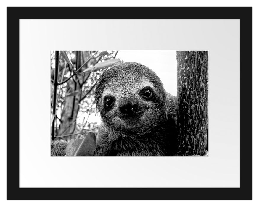Pixxprint Neugieriges Faultier am Baum Nahaufnahme, Monochrome, im Galerie-Passepartout Bilderrahmen