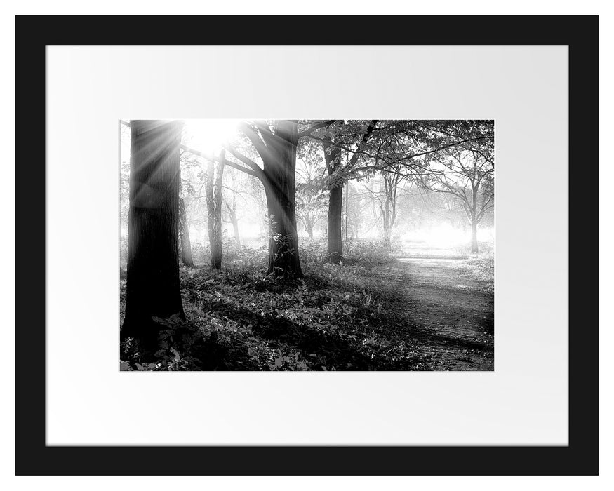 Pixxprint Sonnenstrahlen durch rote Herbstbäume, Monochrome, im Galerie-Passepartout Bilderrahmen