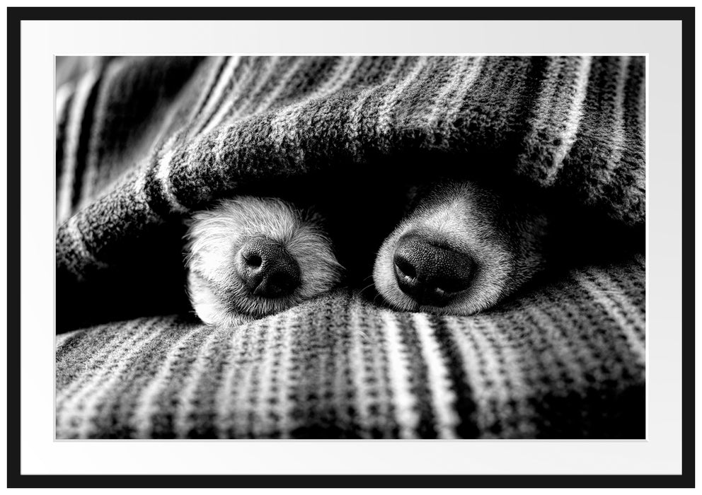 Hundeschnauzen unter Kuscheldecke, Monochrome Passepartout Rechteckig 100