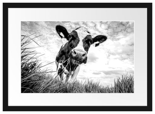 Nahaufnahme Grasende Kuh auf Weide, Monochrome Passepartout Rechteckig 40