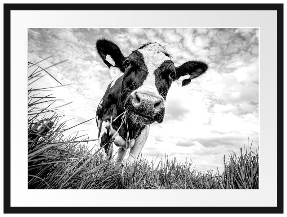 Nahaufnahme Grasende Kuh auf Weide, Monochrome Passepartout Rechteckig 80