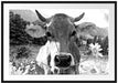 Nahaufnahme Kuh mit Margerite, Monochrome Passepartout Rechteckig 100