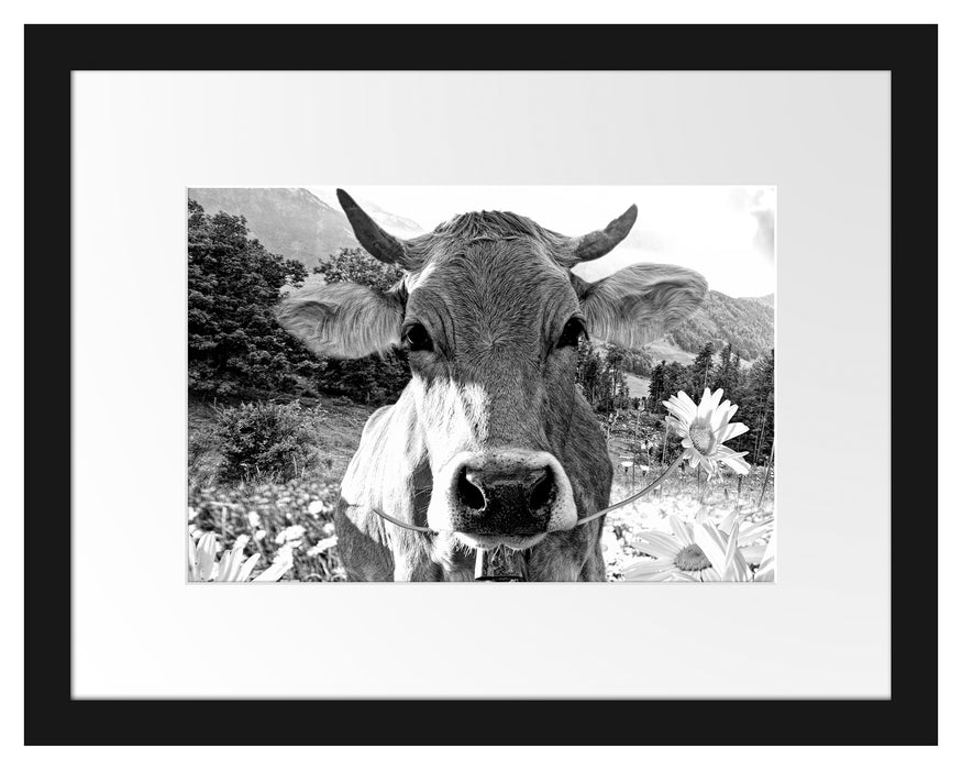 Pixxprint Nahaufnahme Kuh mit Margerite, Monochrome, im Galerie-Passepartout Bilderrahmen
