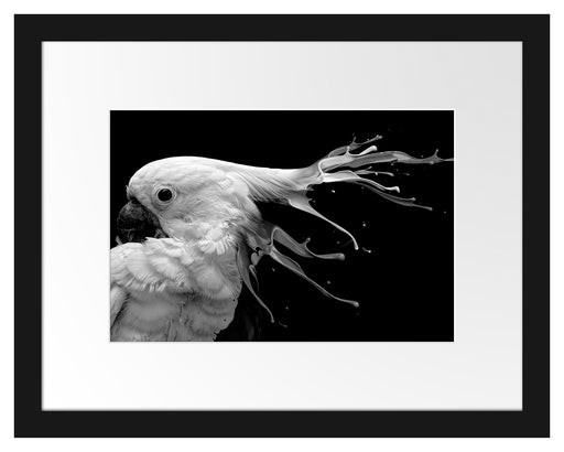 Papagei mit buntem Kamm, Monochrome Passepartout Rechteckig 30