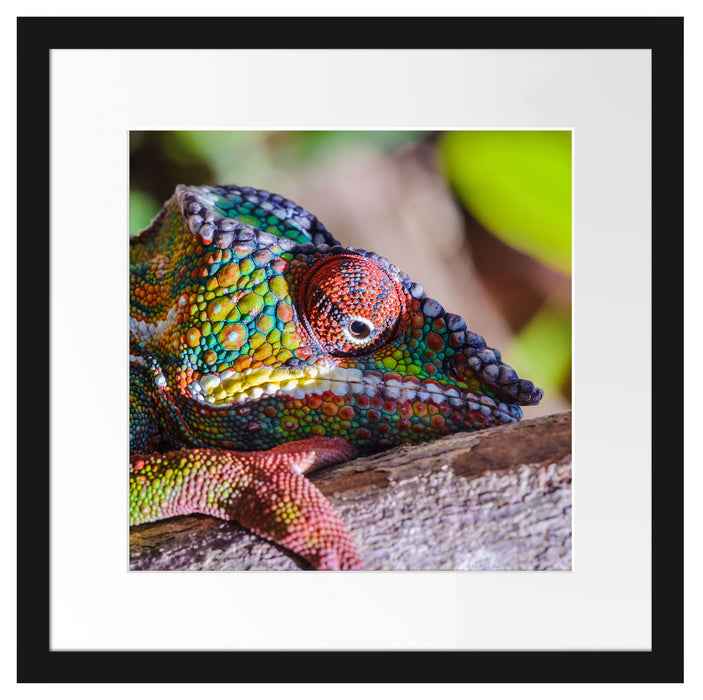 Chamäleon aus Madagaskar Passepartout Quadratisch 40x40