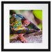 Chamäleon aus Madagaskar Passepartout Quadratisch 40x40