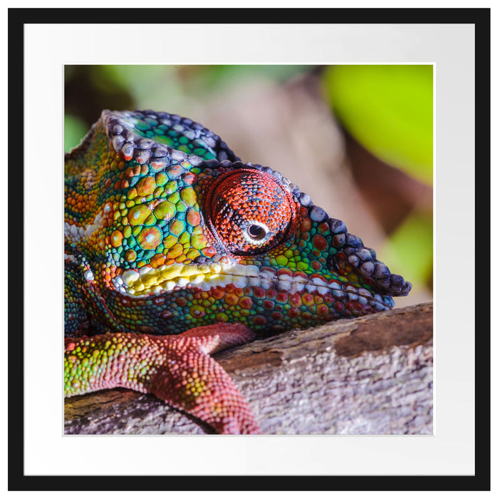 Chamäleon aus Madagaskar Passepartout Quadratisch 55x55