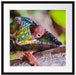 Chamäleon aus Madagaskar Passepartout Quadratisch 55x55