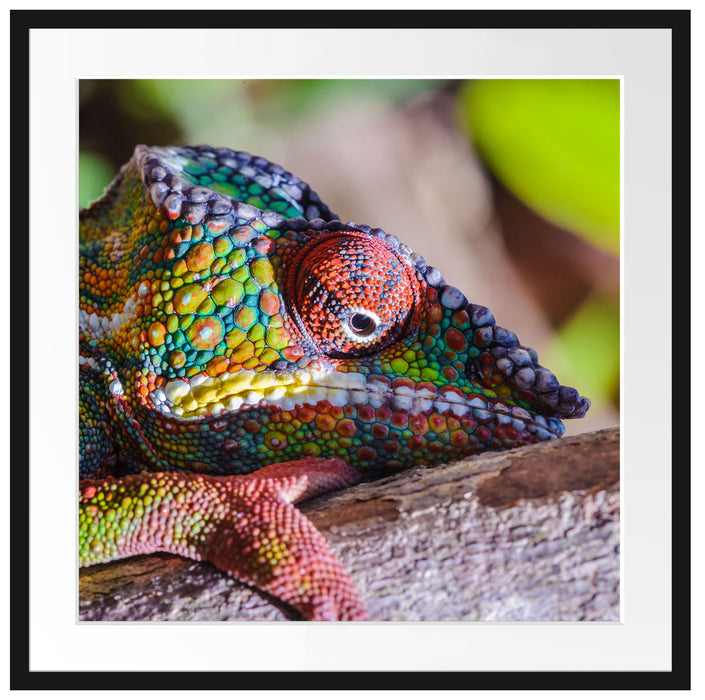 Chamäleon aus Madagaskar Passepartout Quadratisch 70x70