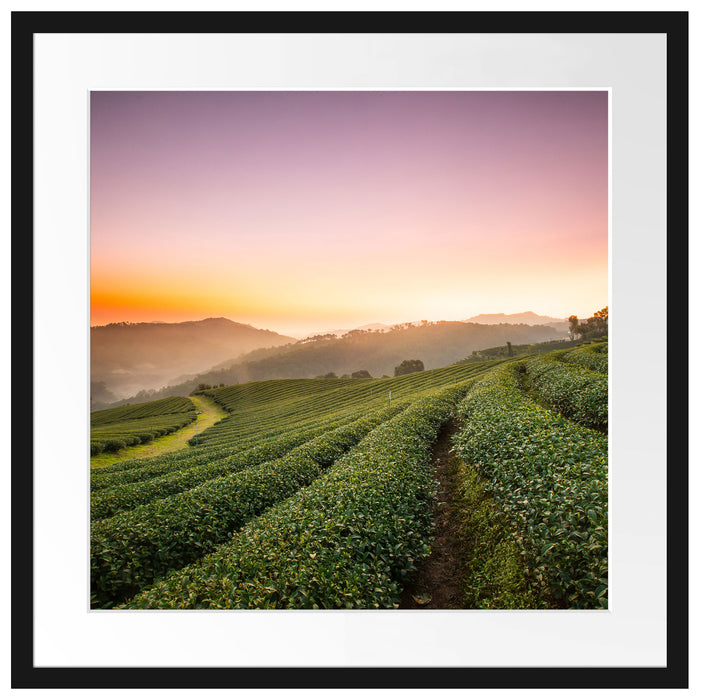Sonnenaufgang Teeplantage Thailand Passepartout Quadratisch 55x55