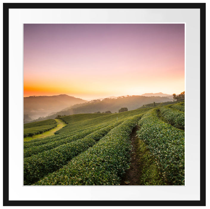 Sonnenaufgang Teeplantage Thailand Passepartout Quadratisch 70x70