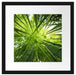 Grüner Bambus Passepartout Quadratisch 40x40
